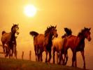 Imagini Animale_ Imaigni cu Animale pentru desktop