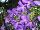 DSCI0631