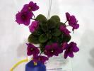 optimara_little_ruby_2005avsa_3