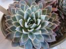 echeveria_violet_queen_2