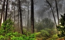 _Nature_Forest_Landscape_WDS