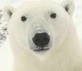 Polar_Bear_03