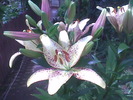 Imag033