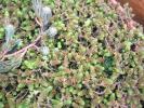 alt Sedum