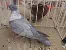 swift sirian 3