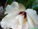 Inima hibiscus alb