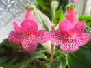 Kohleria Laura 8