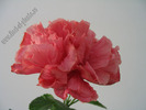 Hibiscus Linda Pearl 3
