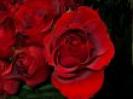 trandafiri-