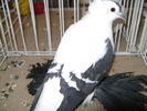 Picture 111