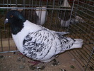 5529 t 1