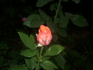 DSCI0018