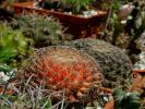 Mammillaria deficitara