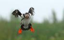 image03232