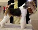 Fox Terrier Cu Par Sarmos (M)