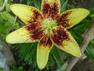 Lilium Latvia (asiatic)