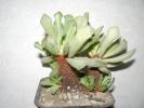 Adromischus