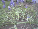 Muscari in mai