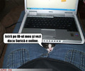 poza-amuzanta-stapanul-pisicii-ii-verifica-emailul