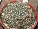 Lobivia aracnacantha - flori galbene