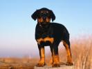 Rottweiler Pui_ Poze pui de Rottweiler_ Poze cu caini