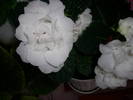 Flori 09
