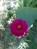 floare de piatra