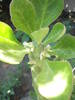 Monadenium lugardee - 22.07