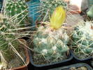 Coryphantha 1