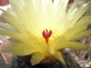 Notocactus brederoianus - floare 23.05