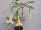 Brugmansia portocaliu 1