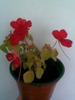 impatiens
