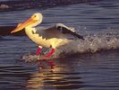 Skidding to a Stop, American White Pelican, California