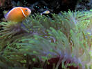 Pink%20Anemone%20fish%202[1]