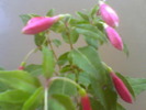 Picture 016