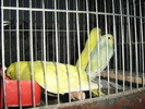 nyuszik 174