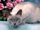 Pisica de Mare Cats Wallpapers Poze Pisici Pisicute Aranjate