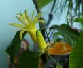 Passiflora citrina