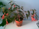 begonia bonfire