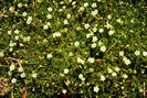 PLANTS01