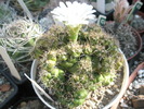 Gymnocalycium cu pui multi - 05.09