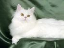 Blanche, White Persian