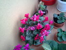 CYCLAMEN