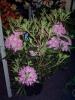 DSC00084