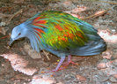 1638303-SINGAPORE-Jurong-Bird-Park--Nicobar-Pigeon--Paloma-de-Nicobar-0