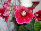 Gloxinie rosu deschis