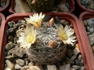 mammillaria_nana_ssp.duwei