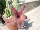 Stapelia flavirostris