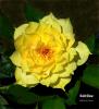 Gold-Glow-071904