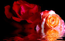 BLOEM-24OKT07-1